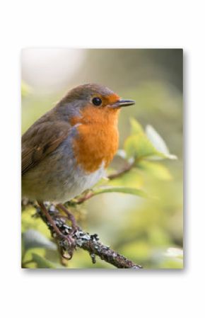 Robin (Erithacus rubecula) singing on branch. Bird in family Turdidae, with beak open in profile, making evening song in parkland in UK