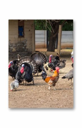 Farm yard birds in dusty enclosure