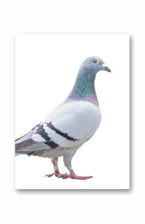 close up fulll body of speed racing pigeon bird isolate white background