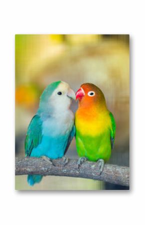 Lovebird Kiss