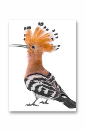 Eurasian Hoopoe