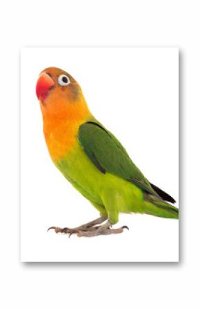  fischeri lovebird parrot