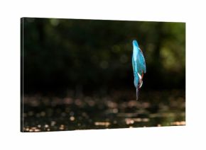 Common kingfisher diving into water.