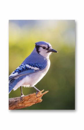 American blue jay 