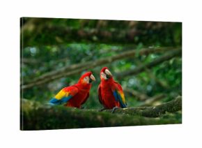 Pair of big parrot Scarlet Macaw, Ara macao, two birds sitting on branch, Brazil. Wildlife love scene from tropic forest nature. Two beautiful parrot on tree branch in nature habitat. Green habitat.