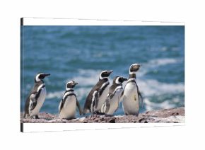 Magallanic Penguin