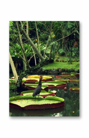 bird on Flower of the Victoria Amazonica