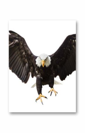 Bald Eagle flying with American flag