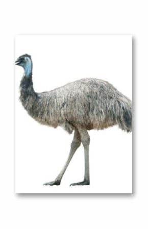 Emu isolated over a white background