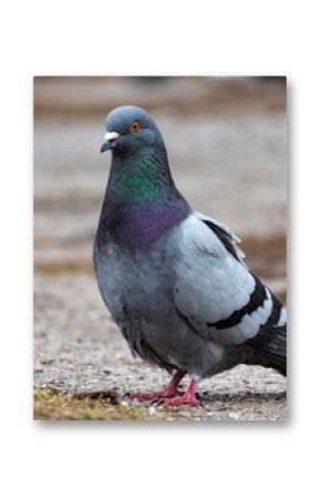 Dove pigeon bird