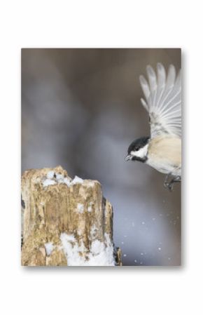 black capped chickadee in winter