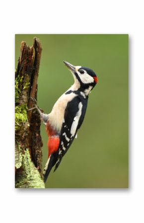 Great Spotted Woodpecker (Dendrocopos major)