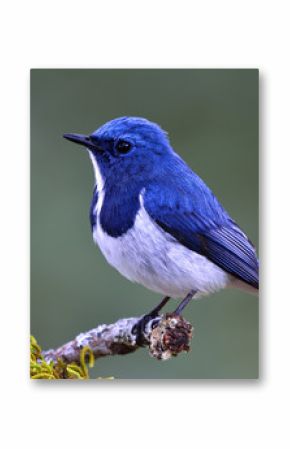 Ultramarine Flycatcher (Superciliaris ficedula) cute blue bird perching on top mossy stick over far blur green background in shaded sun lighting, amazing nature
