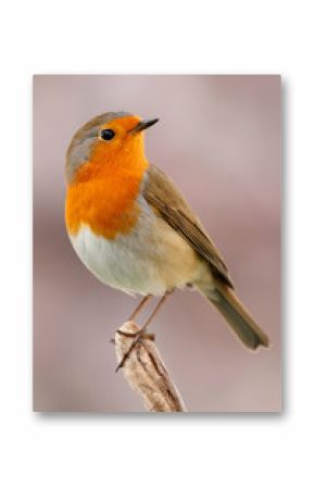 Pretty bird With a nice orange red plumage