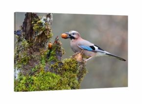 Eurasian jay with a nut in the beak.