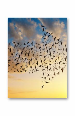 Silhouette of birds flying in arrow formation at sunset sky.