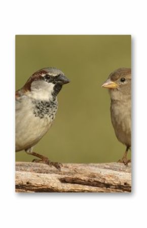 Para wróbli domowych (Passer domesticus)