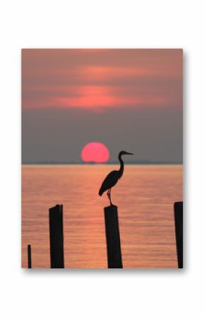 Heron perching on a piling at sunrise on the Chesapeake Bay in Chesapeake Beach, Calvert County, Maryland, USA.