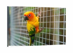 Beautiful colorful sun conure parrot birds on wire mesh