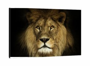 Natural portrait lion