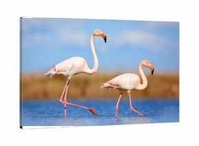 Pair of flamingos. Bird love in blue water. Two animal, walking in lake. Pink big bird Greater Flamingo, Phoenicopterus ruber, in the water, Camargue, France. Wildlife bird behaviour, nature habitat