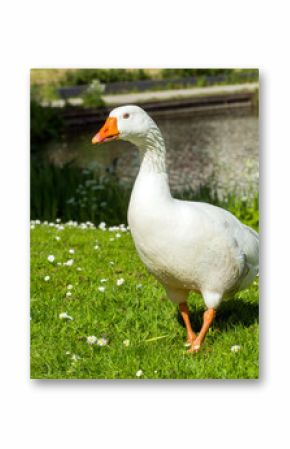 Beautiful White goose in a lake