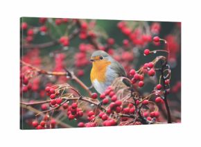European robin sits on a hawthorn bush wit a red berries and rain drops on them