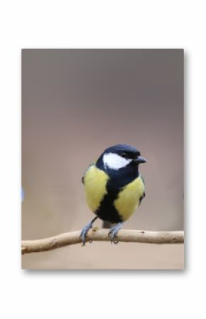 Three species of tits, three small birds on one thin branch