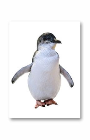 A standing Little Australian Penguin, isolated on white background. Front view. Australian penguins are famous in the following islands: Phillip Island, Penguin Island and Bruny Island.