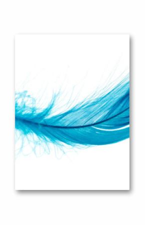 Beautiful blue feather on white background