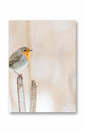 Rotkehlchen auf einem Schilfansitz im Winter