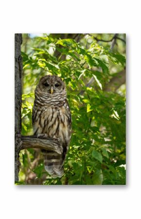 Northern spotted owl on tree branch in green forest