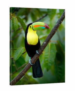 Wildlife Mexico. Tropic bird. Toucan sitting on the branch in the forest, green vegetation. Nature travel holiday in central America. Keel-billed Toucan, Ramphastos sulfuratus, beautiful bird.