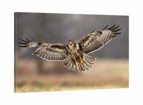 Common buzzard (Buteo buteo)