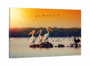 Pelican colony in Danube Delta Romania. The Danube Delta is home to the largest colony of pelicans outside Africa