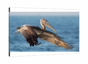 Brown pelican in flight (Pelecanus occidentalis), Estero Lagoon, Florida