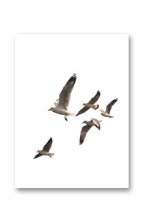 Flock of birds flying isolated on white background. This has clipping path.