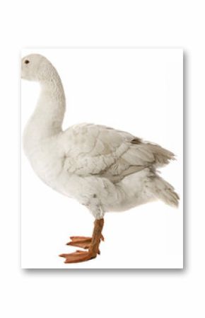 white goose (Anser anser domesticus) isolated on a white background