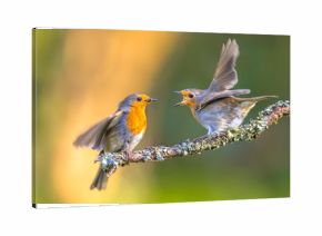 Parent Robin bird feeding young