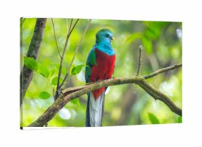 Male of resplendent quetzal (Pharomachrus mocinno) sits on the tree branch in the forest of Monteverde National Park, Costa Rica