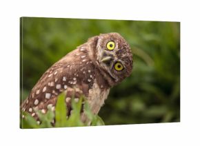 Funny Burrowing owl Athene cunicularia tilts its head outside its burrow