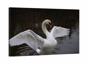White mute swan