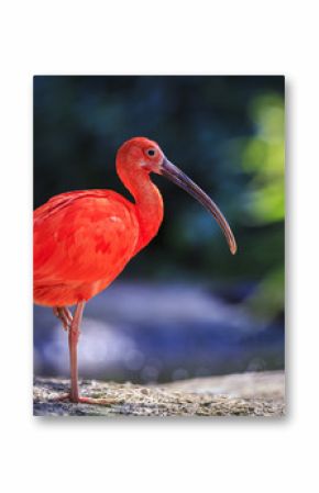 Scarlet Ibis bird Eudocimus ruber foraging on the ground