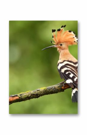 Eurasian Hoopoe or Common hoopoe (Upupa epops)