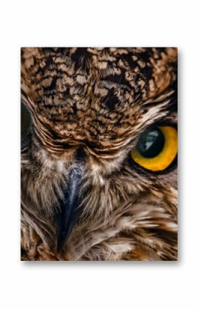 Yellow eyes of horned owl close up on a dark background.