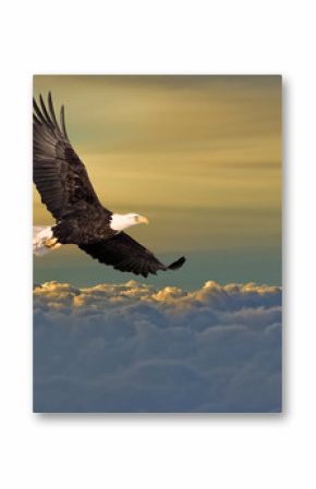 Bald eagle flying above the clouds