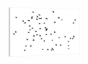 a flock of numerous black Starling birds flying in the distance on a white isolated background