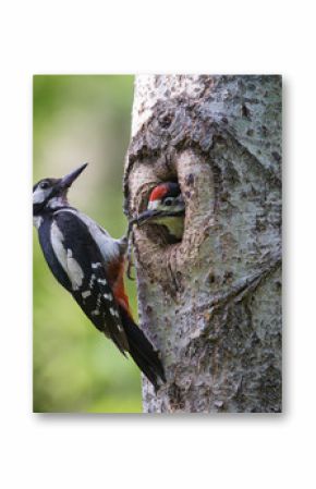 The Great Spotted Woodpecker on the Nest