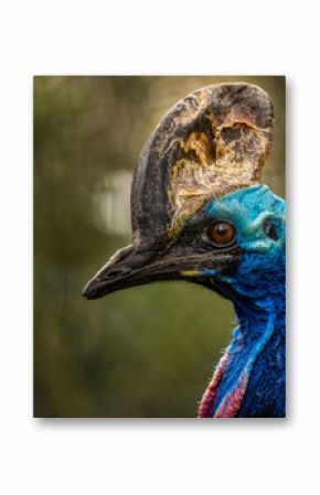 The southern cassowary is a large flightless black bird. It is found only in the tropical rainforests of north-east Queensland, Papua New Guinea and some surrounding islands.