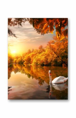 Swan on autumn pond